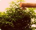 La Colina Jardin de Yoga